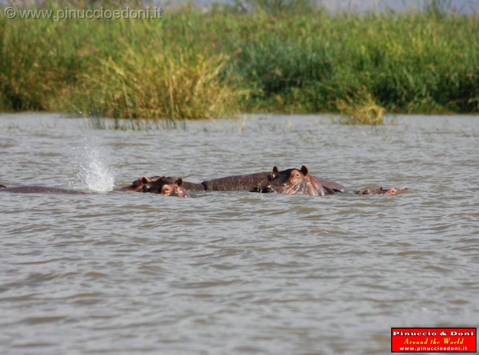 Ethiopia - Lago Chamo - Ippopotami - Hippos - 02.jpg